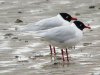 Mediterranean Gull at Westcliff Seafront (Steve Arlow) (80299 bytes) Mediterranean Gull at Westcliff Seafront (Steve Arlow) (80299 bytes)